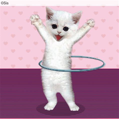 dancing cat gif animated